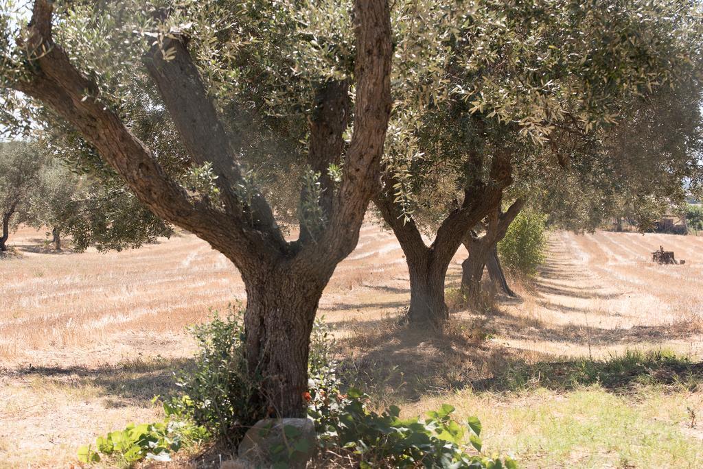 Agriturismo Casale San Benedetto Ceri Εξωτερικό φωτογραφία